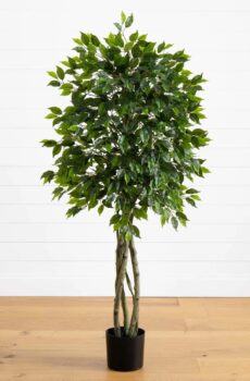 ficus tree